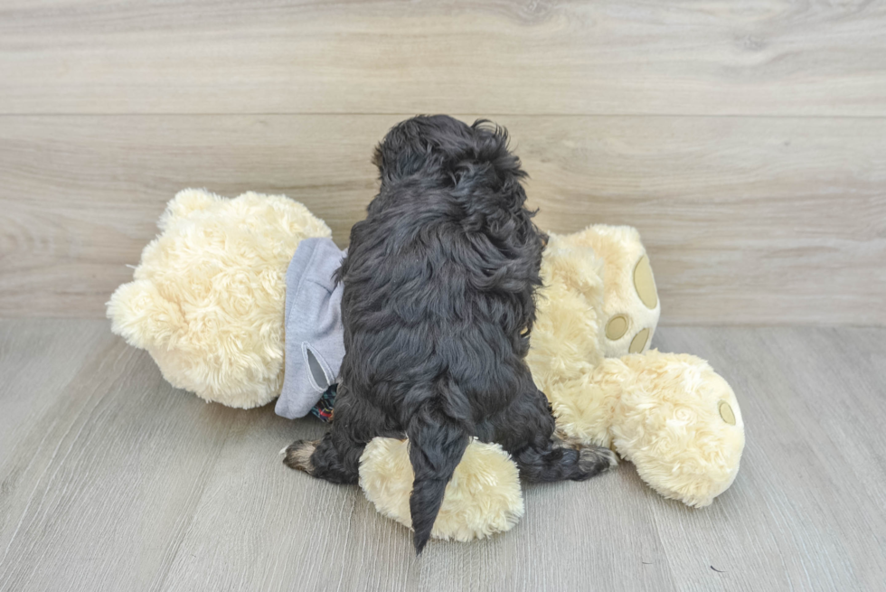 Shih Poo Pup Being Cute