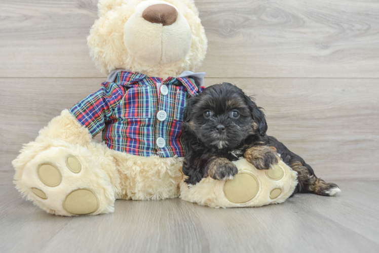 Hypoallergenic Shihpoo Poodle Mix Puppy