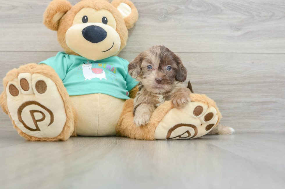 8 week old Shih Poo Puppy For Sale - Windy City Pups