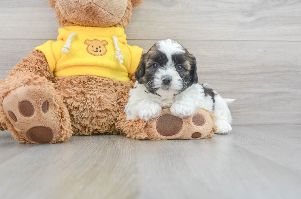 6 week old Shih Poo Puppy For Sale - Windy City Pups