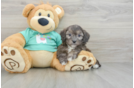 Shih Poo Puppy for Adoption