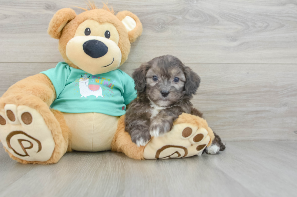 8 week old Shih Poo Puppy For Sale - Windy City Pups