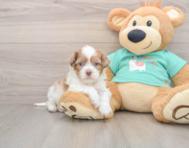 6 week old Shih Poo Puppy For Sale - Windy City Pups