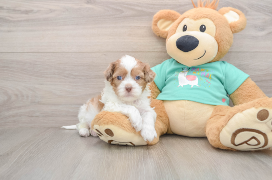 Playful Shihpoo Poodle Mix Puppy