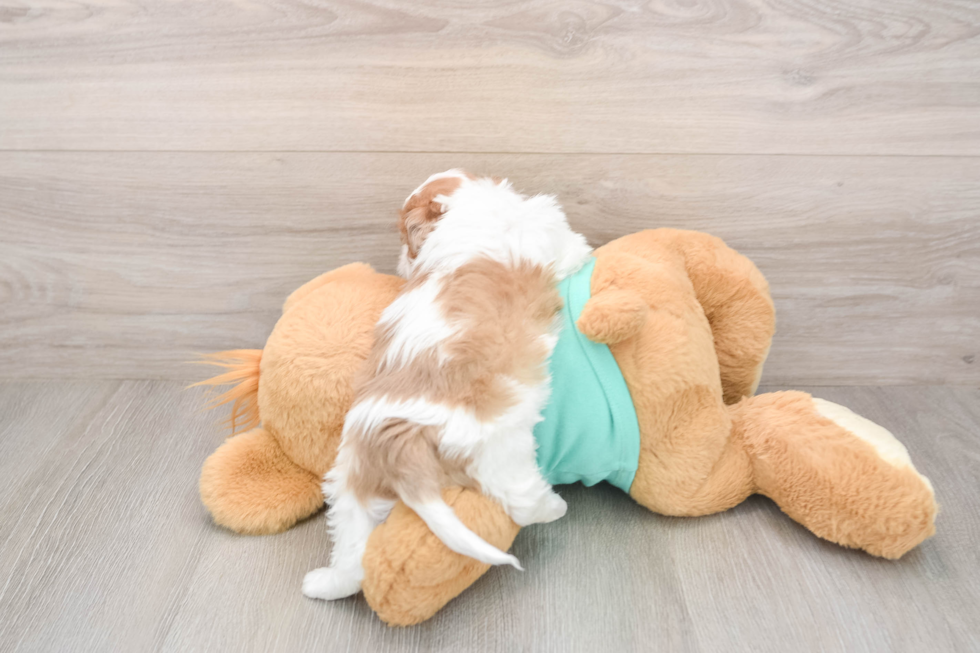Smart Shih Poo Poodle Mix Pup