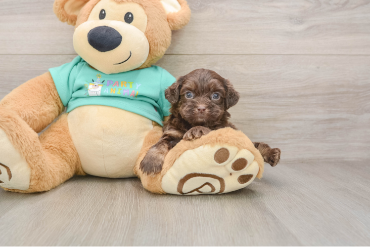 Best Shih Poo Baby