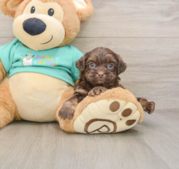 8 week old Shih Poo Puppy For Sale - Windy City Pups