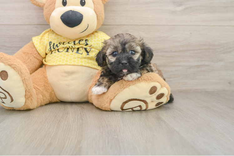 Best Shih Poo Baby