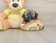 8 week old Shih Poo Puppy For Sale - Windy City Pups