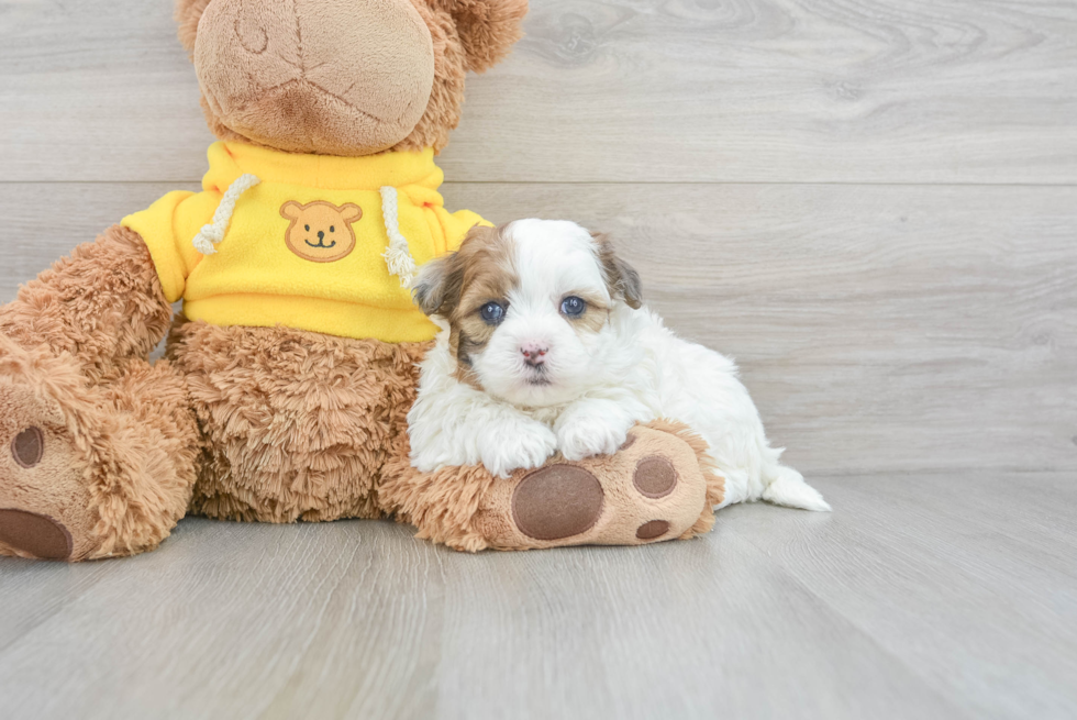 Energetic Shih Poo Poodle Mix Puppy