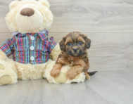 7 week old Shih Poo Puppy For Sale - Windy City Pups