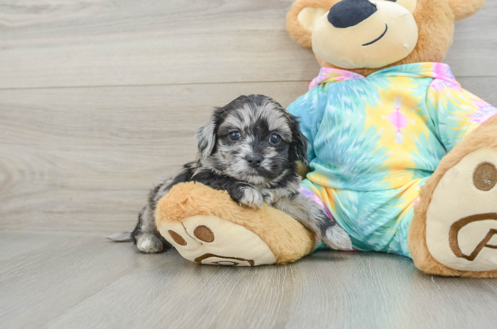 6 week old Shih Poo Puppy For Sale - Windy City Pups