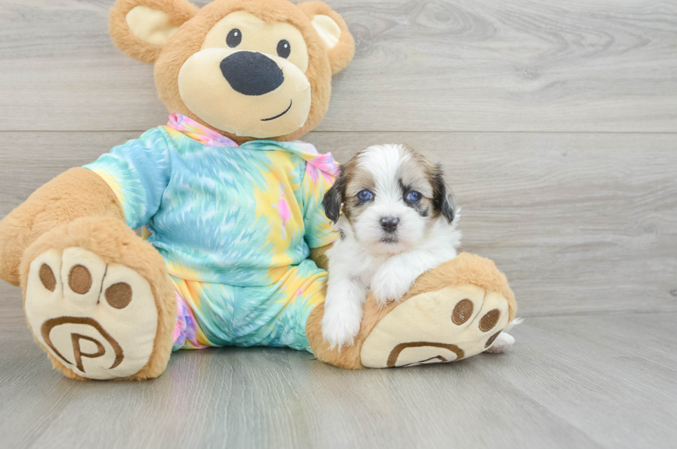 6 week old Shih Poo Puppy For Sale - Windy City Pups