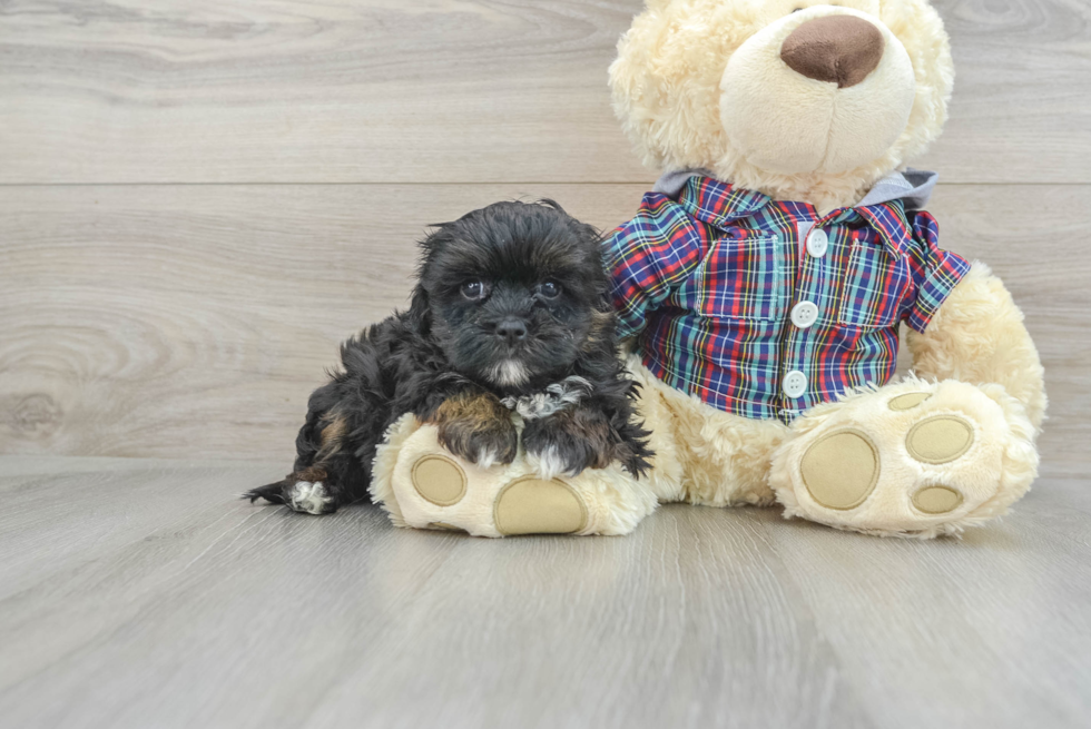 Petite Shih Poo Poodle Mix Pup