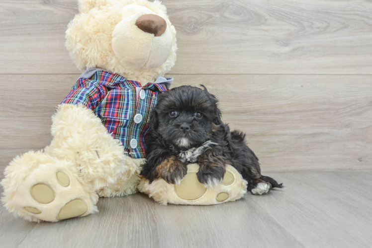 Funny Shih Poo Poodle Mix Pup