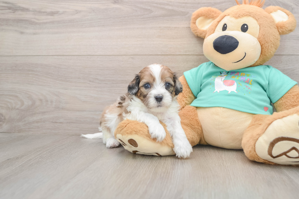Shih Poo Pup Being Cute