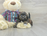 7 week old Shih Poo Puppy For Sale - Windy City Pups