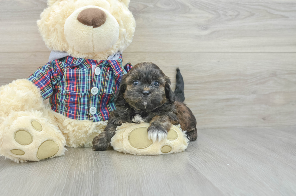 7 week old Shih Poo Puppy For Sale - Windy City Pups