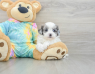 8 week old Shih Poo Puppy For Sale - Windy City Pups