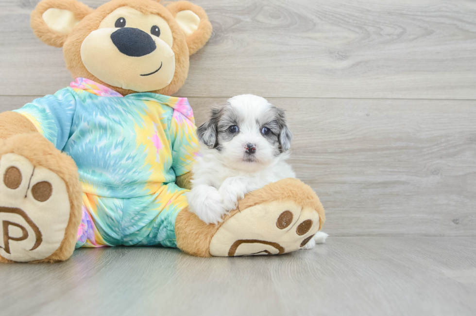 6 week old Shih Poo Puppy For Sale - Windy City Pups