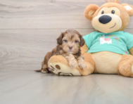 5 week old Shih Poo Puppy For Sale - Windy City Pups