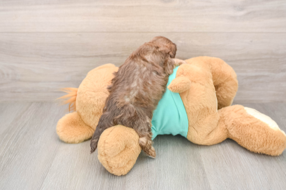 Little Shihpoo Poodle Mix Puppy