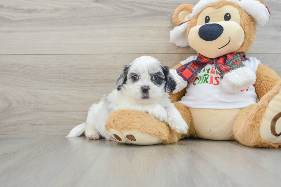 Shih Poo Puppy for Adoption