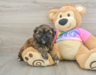 8 week old Shih Poo Puppy For Sale - Windy City Pups