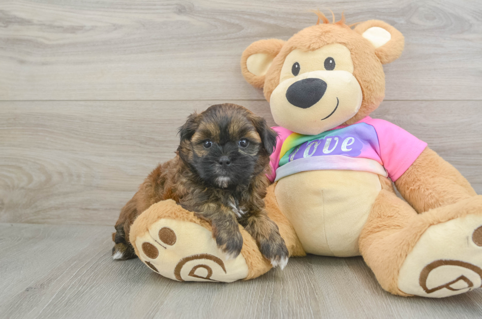 6 week old Shih Poo Puppy For Sale - Windy City Pups