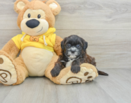 7 week old Shih Poo Puppy For Sale - Windy City Pups