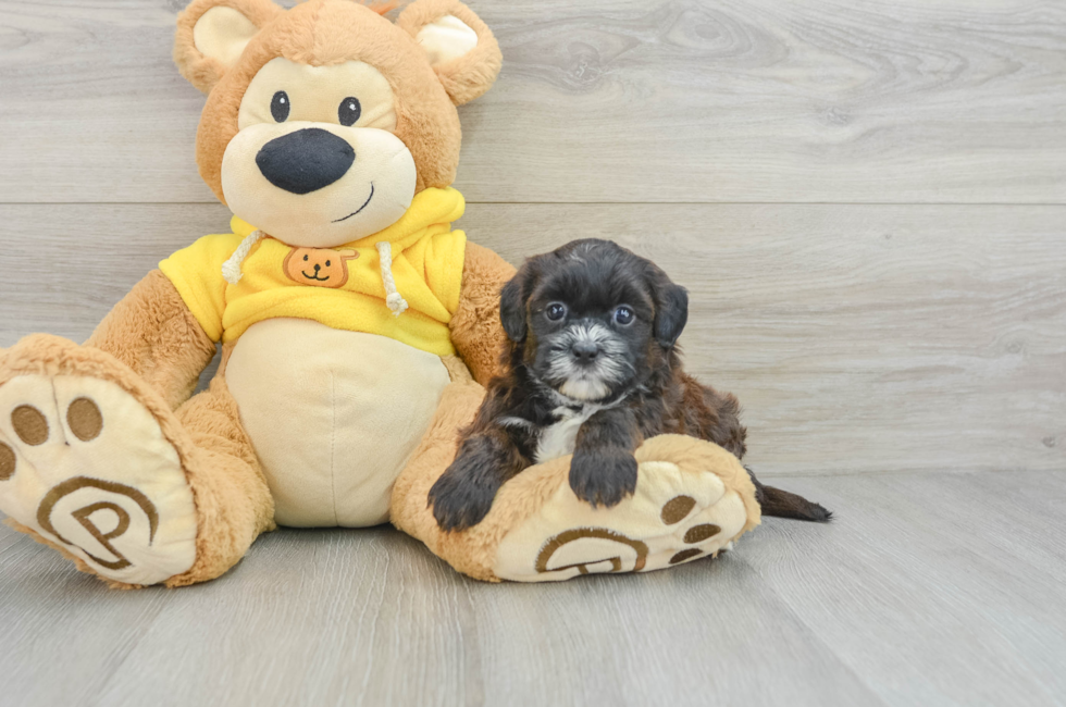 7 week old Shih Poo Puppy For Sale - Windy City Pups