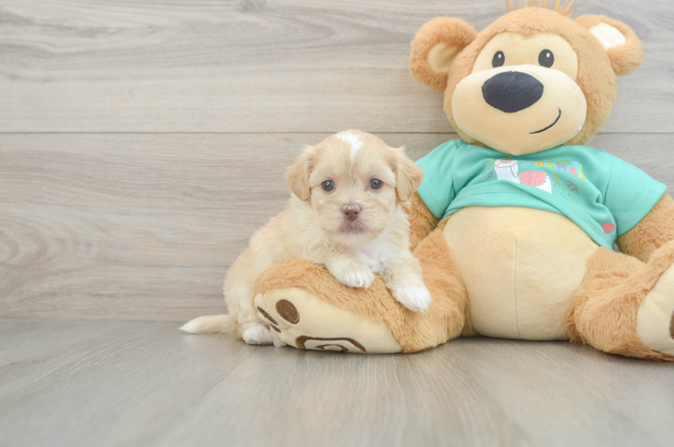 5 week old Shih Poo Puppy For Sale - Windy City Pups
