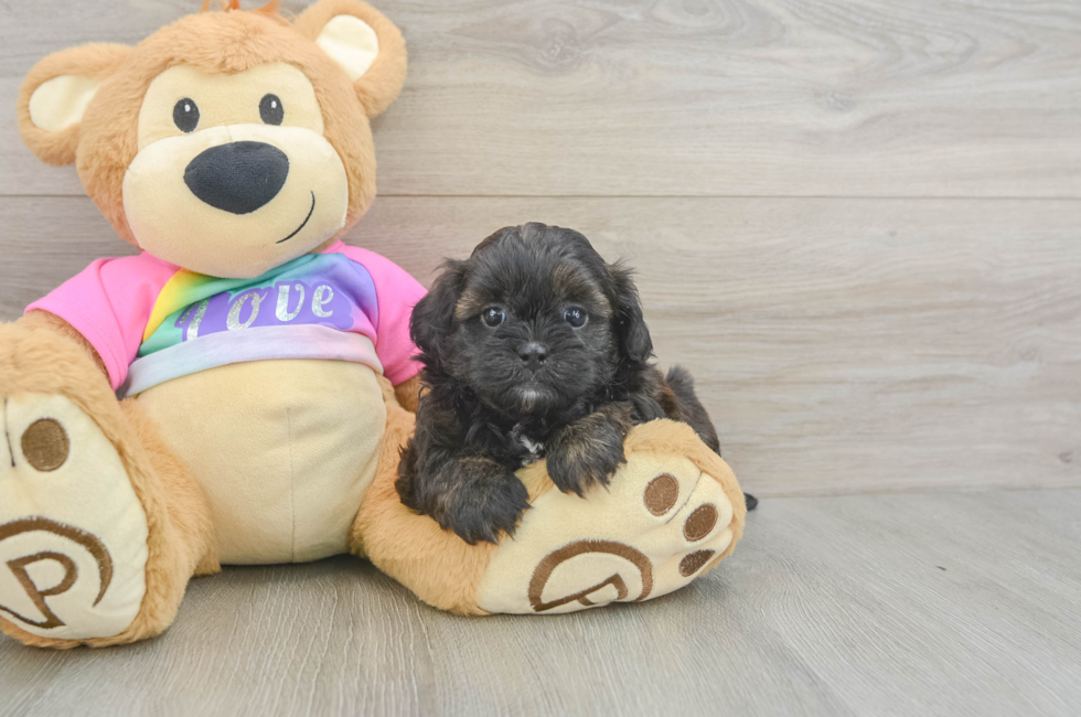 6 week old Shih Poo Puppy For Sale - Windy City Pups