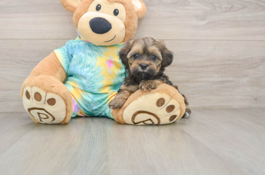Shih Poo Puppy for Adoption