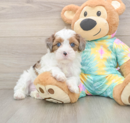 8 week old Shih Poo Puppy For Sale - Windy City Pups