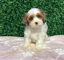 10 week old Shih Poo Puppy For Sale - Windy City Pups