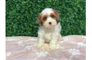 Cute Shih Poo Poodle Mix Pup