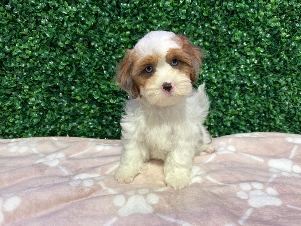 Cute Shih Poo Poodle Mix Pup