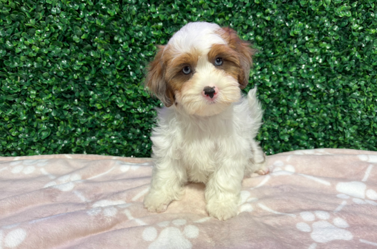 Cute Shih Poo Poodle Mix Pup