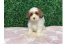 Shih Poo Puppy for Adoption