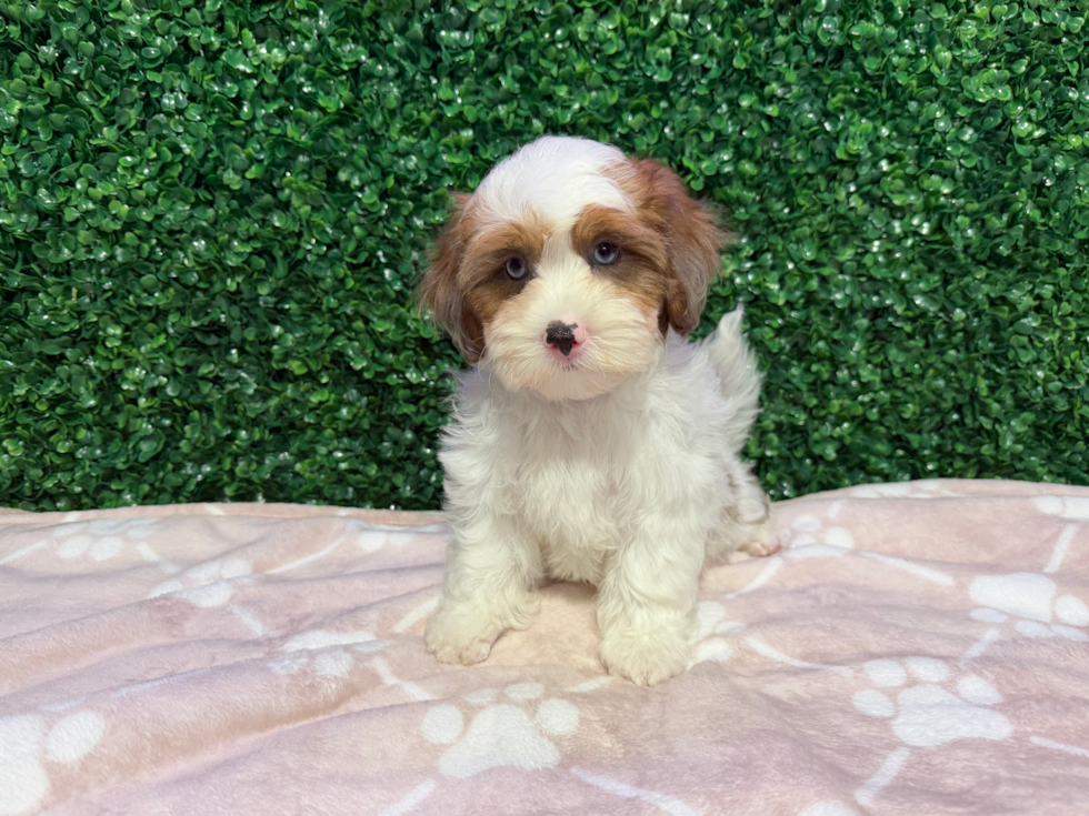 Shih Poo Puppy for Adoption