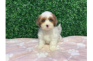 Cute Shih Poo Poodle Mix Pup