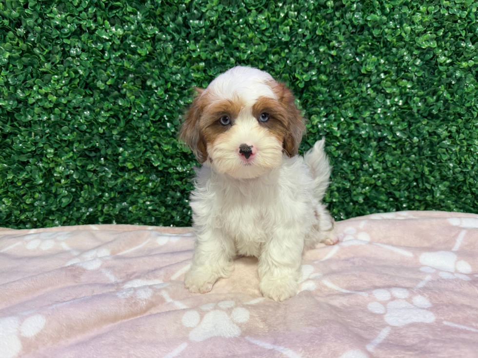 Cute Shih Poo Poodle Mix Pup