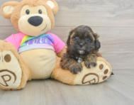 8 week old Shih Poo Puppy For Sale - Windy City Pups