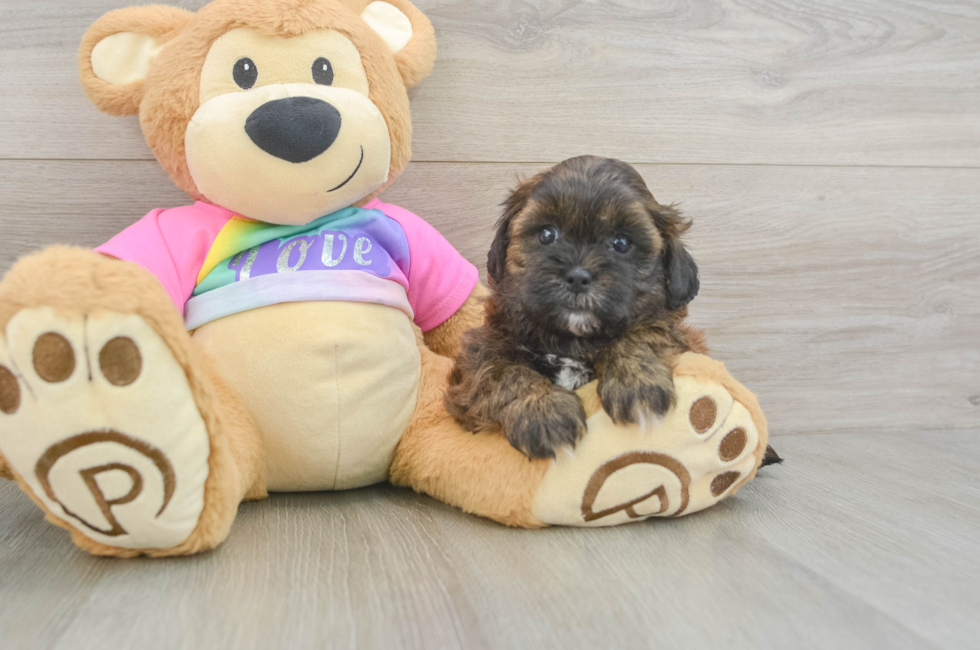6 week old Shih Poo Puppy For Sale - Windy City Pups