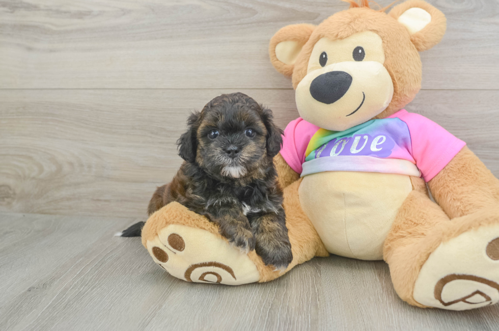 6 week old Shih Poo Puppy For Sale - Windy City Pups