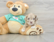 8 week old Shih Poo Puppy For Sale - Windy City Pups