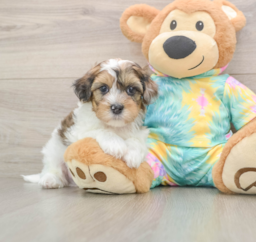 8 week old Shih Poo Puppy For Sale - Windy City Pups