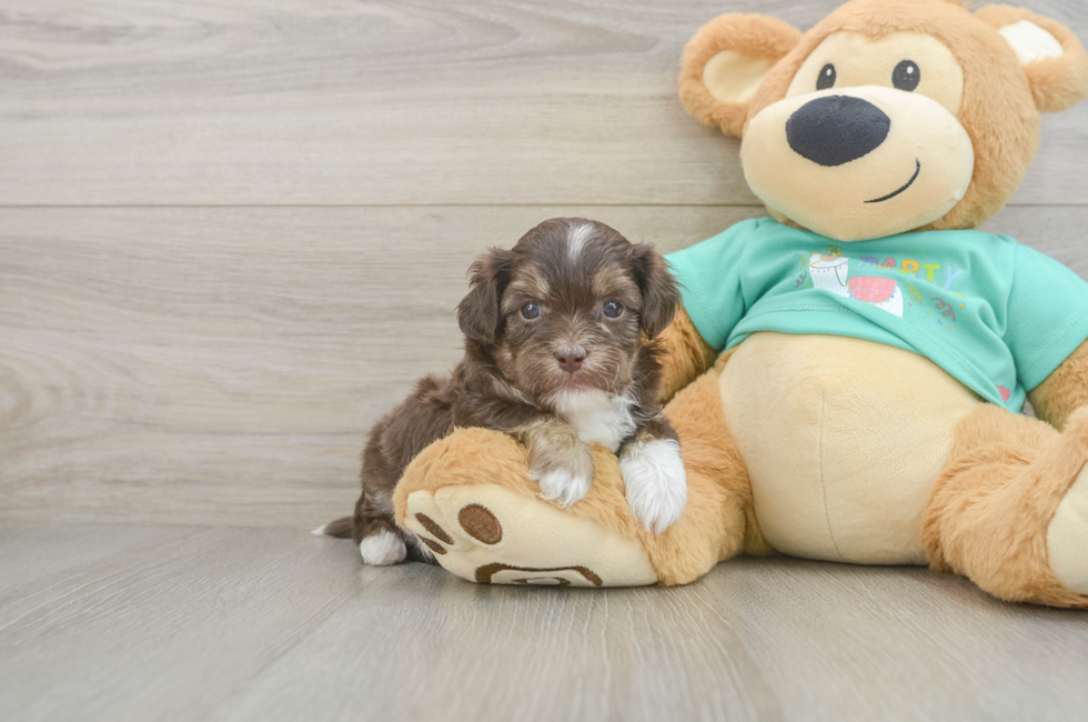 5 week old Shih Poo Puppy For Sale - Windy City Pups