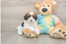 Happy Shih Poo Baby